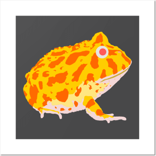 Albino Pacman frog Posters and Art